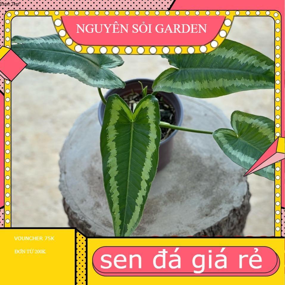 Chậu cây môn mường thái cây cảnh để bàn