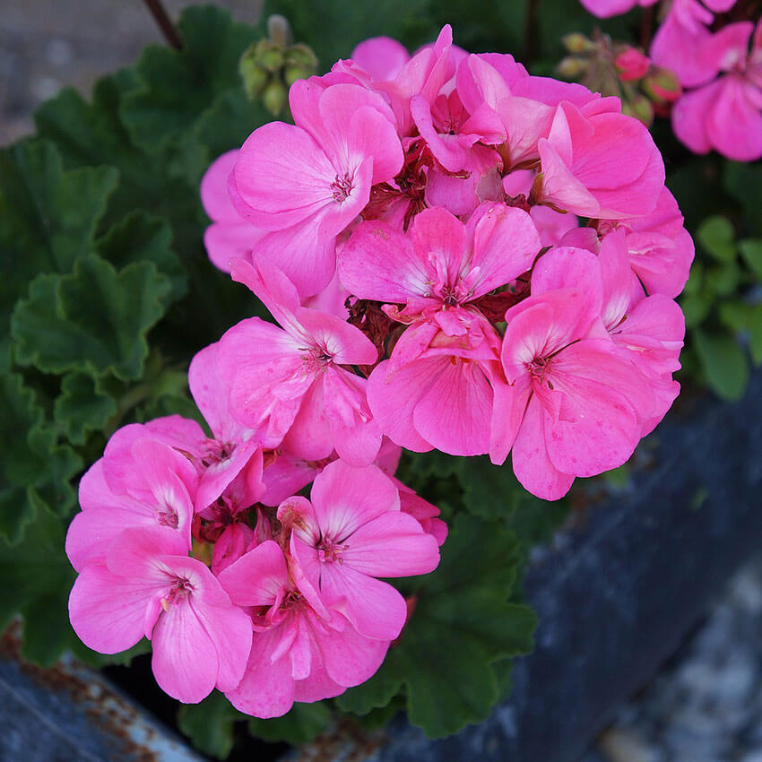 Geranium Fragrance Oil Craftiviti Aromatherapy Aroma Diffuser Perfume EDP EDT Soap Candle Making DIY Craft Scent Freshener Hotel Series Pure Grade Pati Minyak Wangi 精油香精油 Harga 37 Ringgit*Penghantaran Percuma