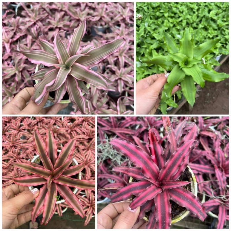Dứa tiểu phụng size Lớn 4 màu hồng, đỏ ,nâu ,xanh , dứa màu nam mỹ