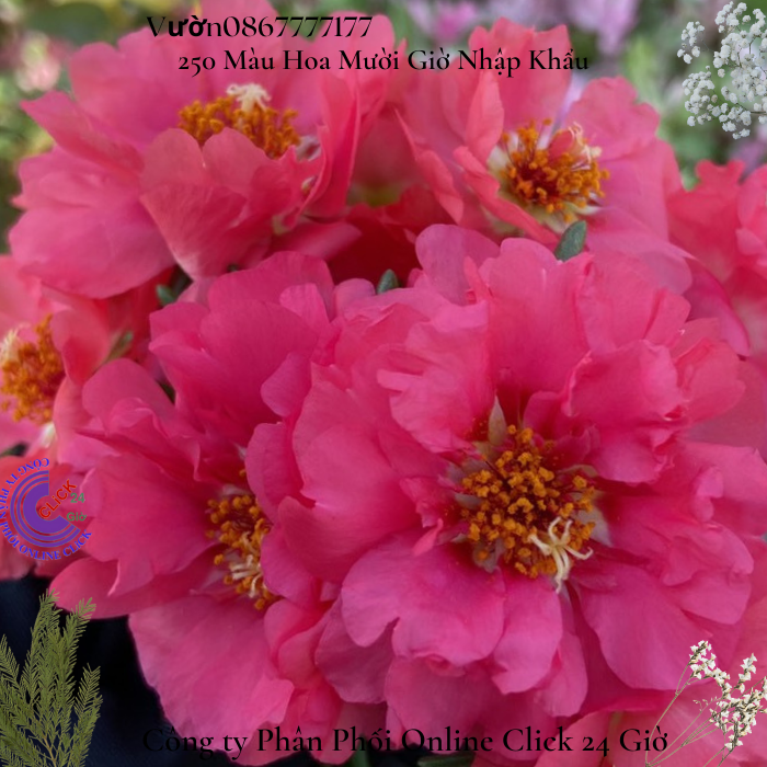 Cành hoa mười giờ mỹ kép đỏ thắm hoa 10h mỹ kép hoa to 🌼 0776849238