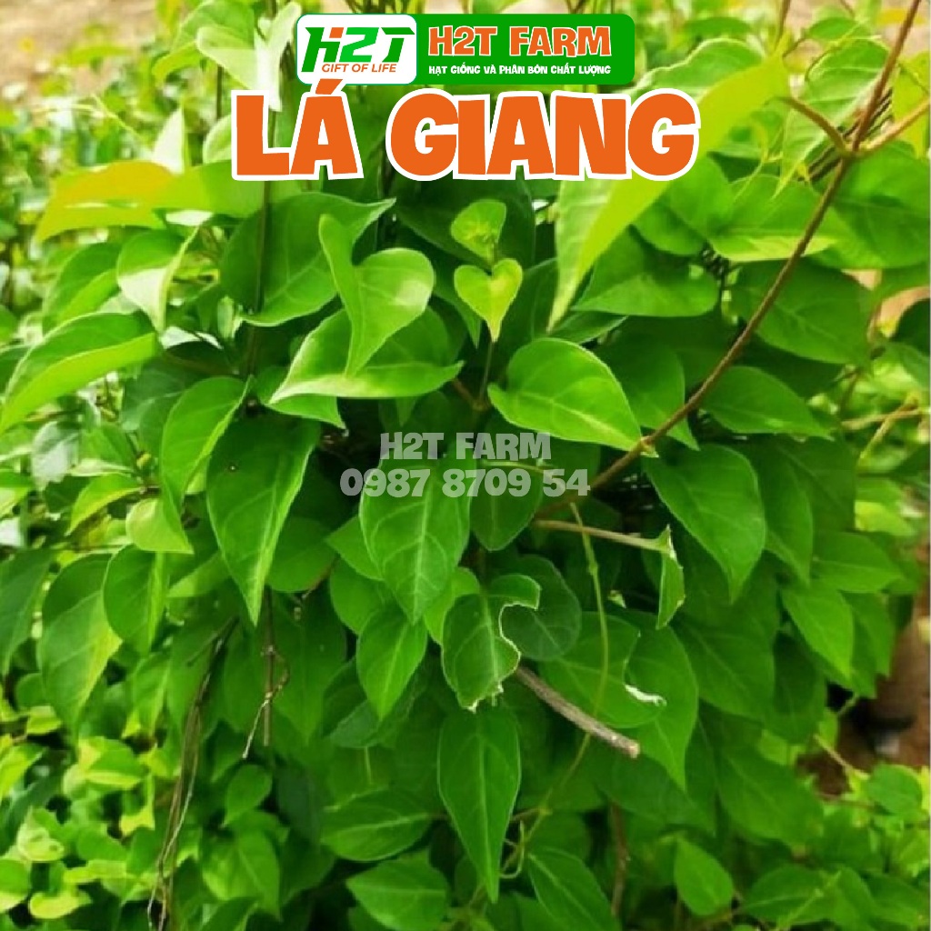 Hạt giống sương sâm lông trồng quanh năm, lá dùng làm thạch (gói 10 hạt - h2t farm