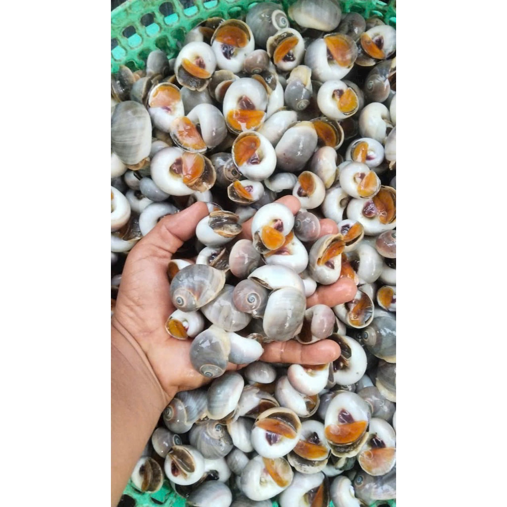 Ốc Mỡ size 200 con 1kg ( Giao TPHCM )