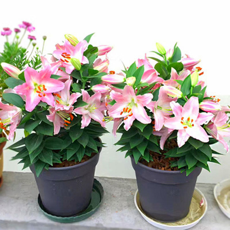 Nước loại quả bóng lớn với chồi nhiều nụ bốn mùa thơm nặng cánh hoa lily thấp trồng