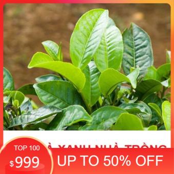 1kg Lá Trà xanh tươi và khô, Lá Chè Xanh tươi và khô, Siêu Sạch, Giúp Giảm Cân, Chống Lão Hoá, Tim mạch, Thanh Nhiệt