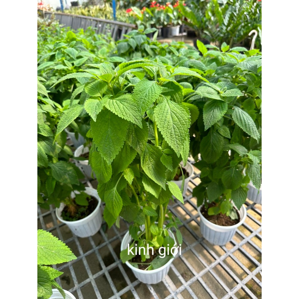 Cây Giống RAU KINH GIỚI ươm vỉ