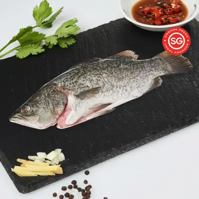 BluCurrent Seabass Barramundi Fish Gilled Gutted Scaled Fresh Seafood