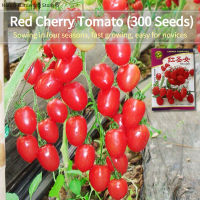 เมล็ดพันธุ์ มะเขือเทศเชอรี่ บรรจุ 300 เมล็ด Red Cherry Tomato Seed Fruit Seeds for Planting เมล็ดผลไม้ เมล็ดพันธุ์ผัก ผักสวนครัว ผักออร์แกนิก พันธุ์ไม้ผล พันธุ์ผัก เมล็ดผัก เมล็ดพันธุ์พืช ปลูกได้ตลอดปี เมล็ดงอกสูง เมล็ดพันธุ์แท้ OP ปลูกผัก สวนครัว โตไว