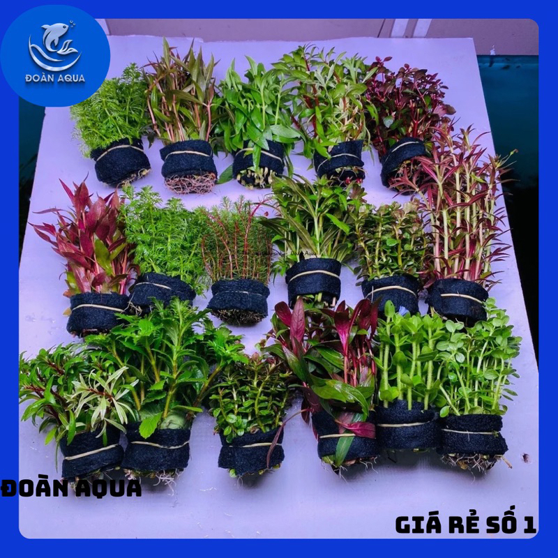 Cây Thủy Sinh cắt cắm. Combo 10 ngọn cây cắt cắm