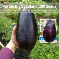 เมล็ดพันธุ์ มะเขือม่วงยักษ์ F1 มะเขือยาวอ้วน บรรจุ 200 เมล็ด Big Purple Eggplant Seed Organic Vegetable Seeds for Planting เมล็ดมะเขือยาว เมล็ดพันธุ์ผัก ผักสวนครัว ผักออร์แกนิก พันธุ์ผัก เมล็ดผัก เมล็ดพันธุ์แท้OP เมล็ดพันธุ์พืช ปลูกได้ตลอดปี เมล็ดงอกสูง