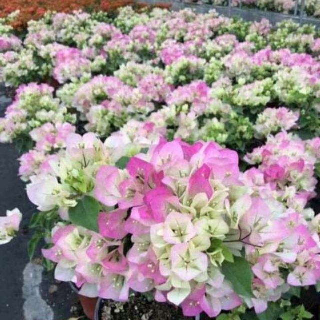 Hoa giấy Sakura nhật - cây trưởng thành đang hoa