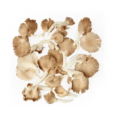 GIVVO Oyster Mushrooms