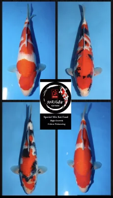 10kg Marugen Special Mix High Growth + JPD Yamato Colour Enhancing Koi Food (M/L Size Available)