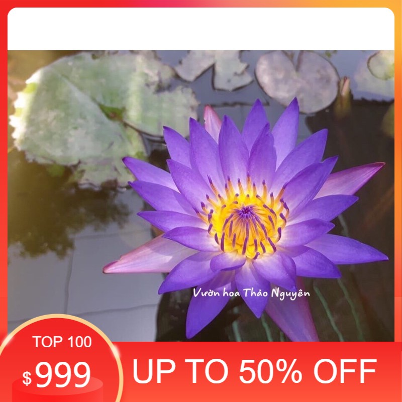 Cây hoa súng thái lan màu tím huế đ-05