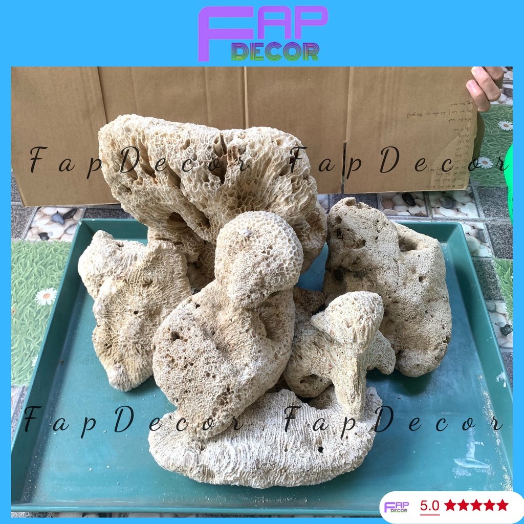 Đá thủy sinh có vân lỗ trang trí bể cá trang trí thủy sinh hàng đẹp - fapdecor