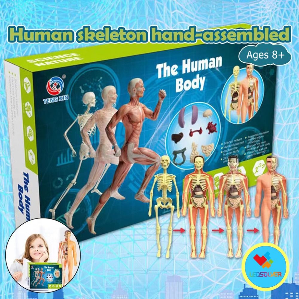 LOVEYOUG Anatomy Model Human Body Model Body Puzzle Mannequin Human