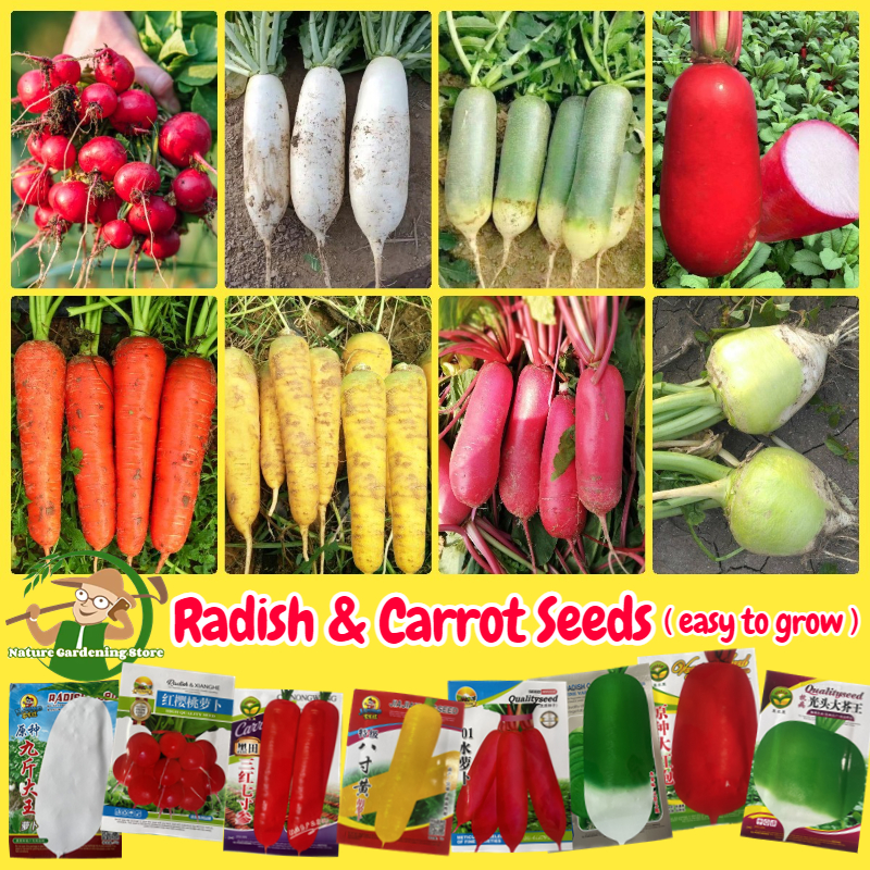 เมล็ดพันธุ์ หัวไชเท้า แครอท Radish Seeds Carrot Seeds Organic Vegetable Seeds เมล็ดหัวไชเท้า เมล็ดหัวไชเท้า เมล็ดพันธุ์ผัก ผักสวนครัว ผักออร์แกนิก พันธุ์ผัก เม็ดผักสวนครัว เมล็ดผัก ปลูกง่าย ปลูกได้ทั่วไทย ปลูกผัก สวนครัว โตไว คุณภาพดี ราคาถูก ของแท้ 100% ราคา 38 บาท*ส่งฟรี