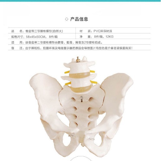 +NEW Mô hình giải phẫu nam giới tự nhiên Boyou, khuôn mẫu y tế con người