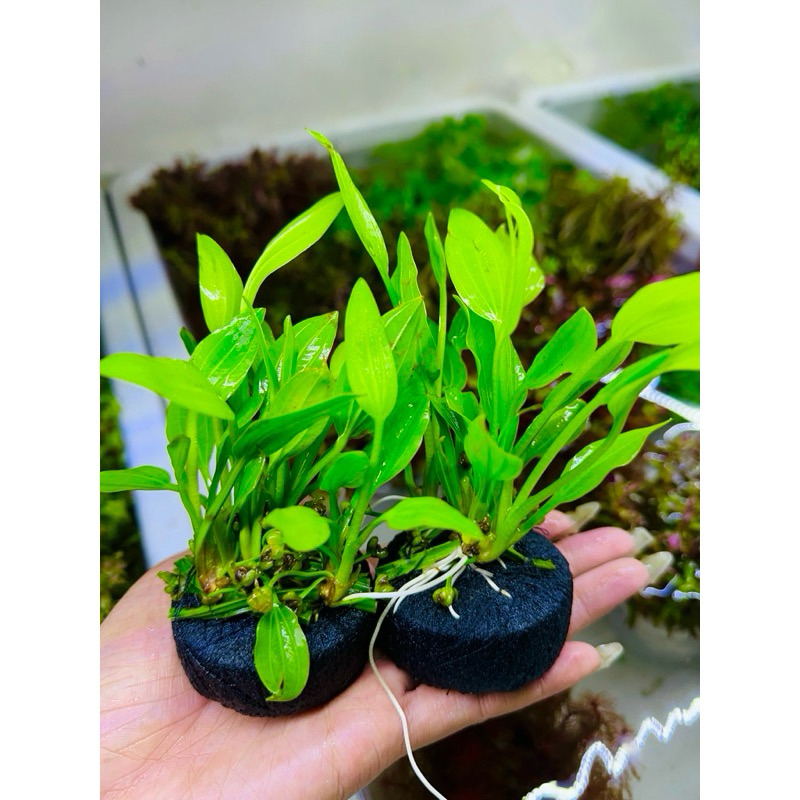  5 CÂY Lan nước gắn sẵn giá thể cây thủy sinh siêu dễ trồng không cần co2 