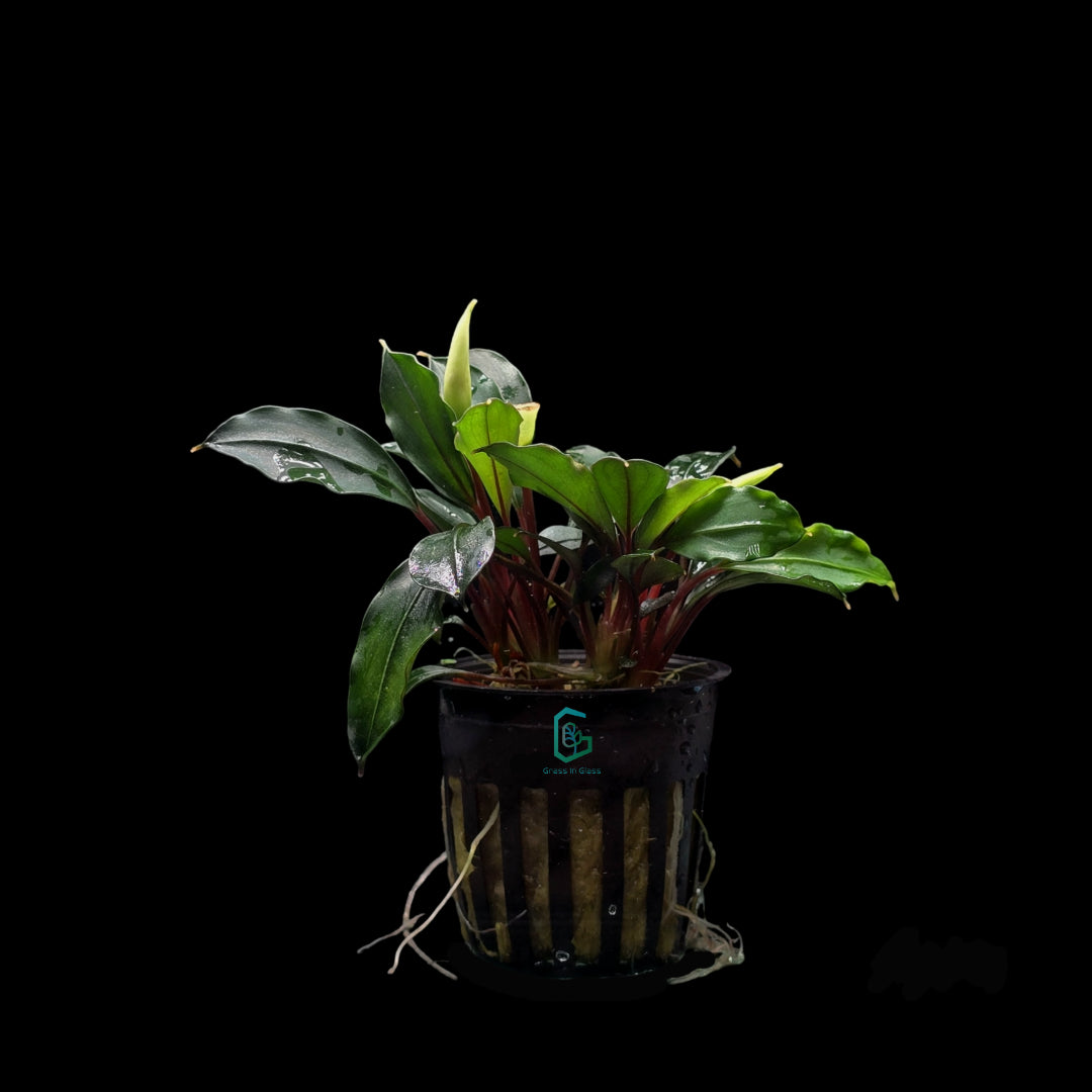 Bucephalandra Live Aquatic Plants - Assorted Species, Potted