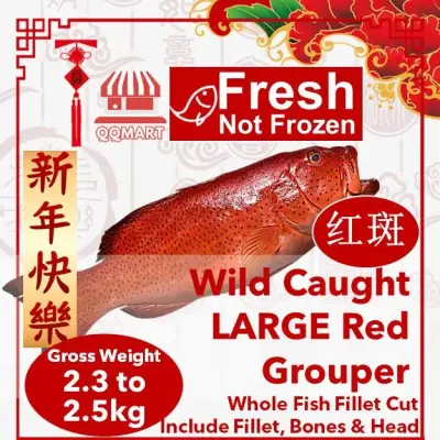 Fresh Wild Caught Whole Large Red Grouper 2.3 to 2.5kg (Fillet Cut)