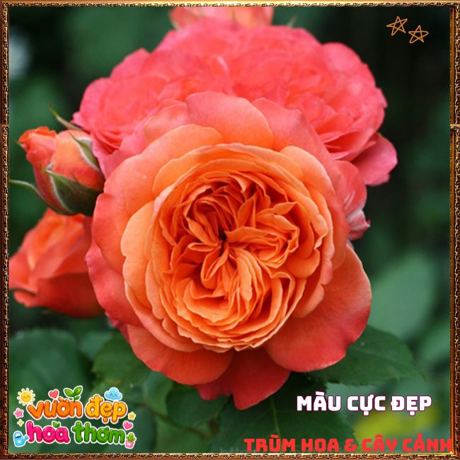 Chậu Hoa Hồng EMILIEN GUILLOT Nhiều Lớp Cánh Chuyển Màu Cực Đẹp ️🌭 CT TNHH Phân Phối Online Click 24 Giờ