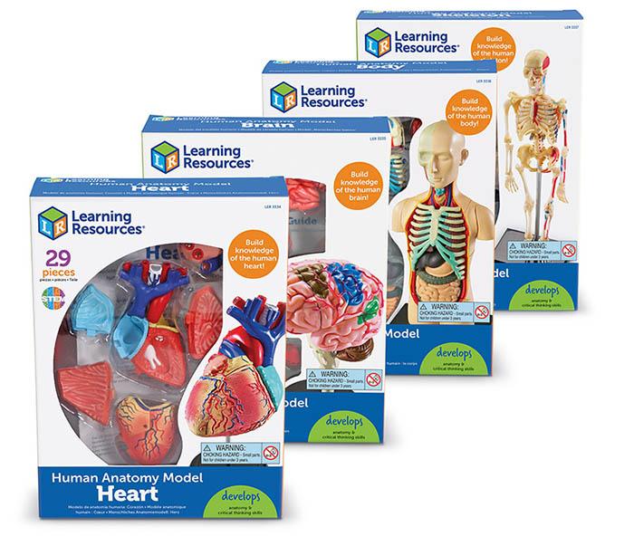 Learning Resources - Bộ giải phẫu cơ thể người - Anatomy Models Bundle Set