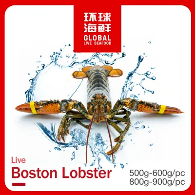 Live Jumbo Boston Lobster