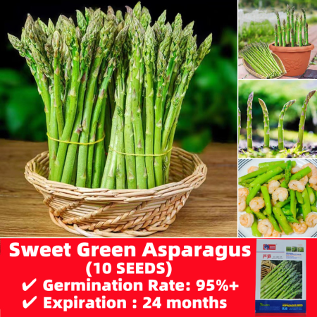 Organic Sweet Green Asparagus Seeds Easy To Grow Philippines - 10 Seeds High Yield F1 Bonsai Seeds for Planting Vegetables Seeds for Gardening Balcony Potted Asparagus Live Plants Real Plants Indoor Plants Buto Ng Halaman Vegetable Plants Seeds and Bulbs