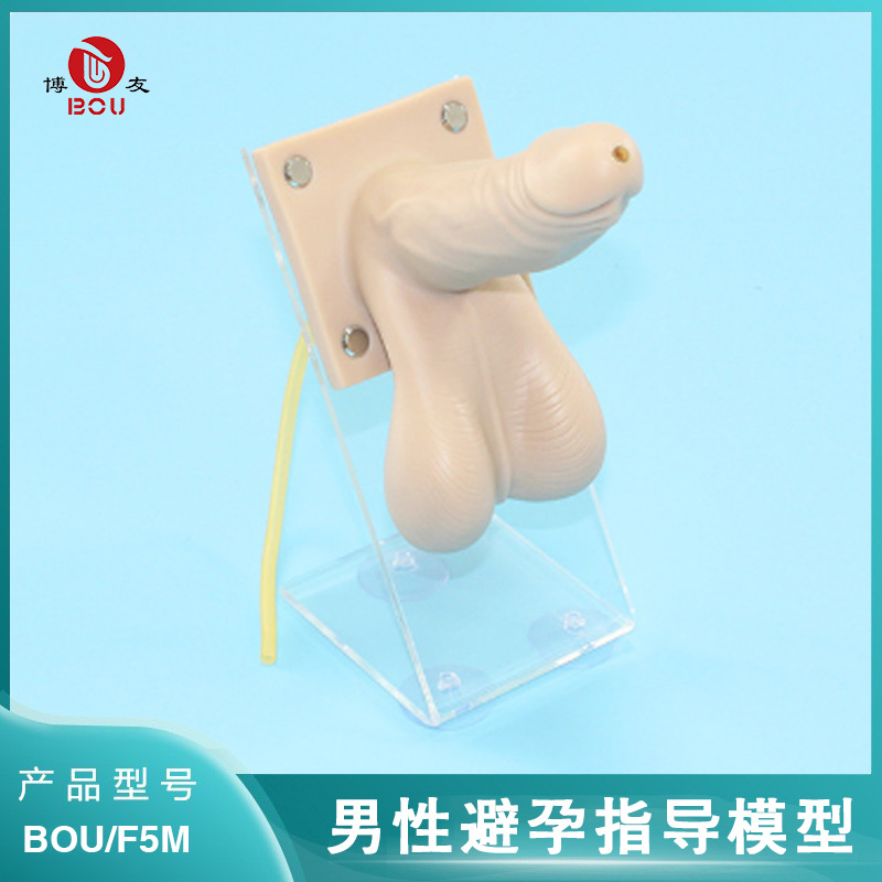 +NEW Mô hình huấn luyện bao cao su nam hướng dẫn tránh thai mô hình thực hành tránh thai thực hành bao cao su nam