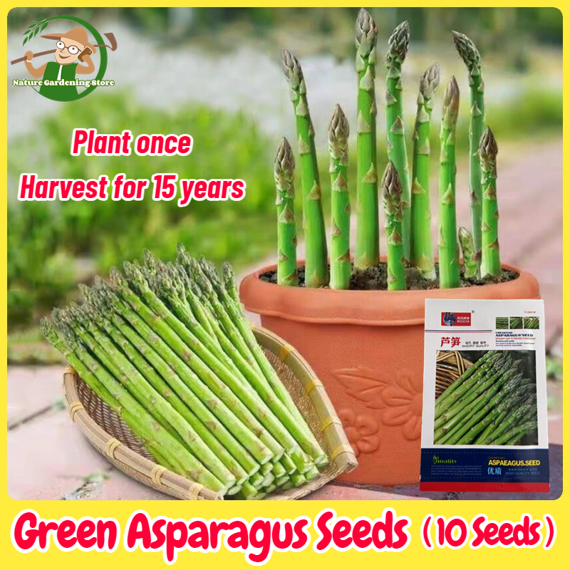 Green Asparagus Seeds for High Yield Organic Gardening MB VARIETY STORE