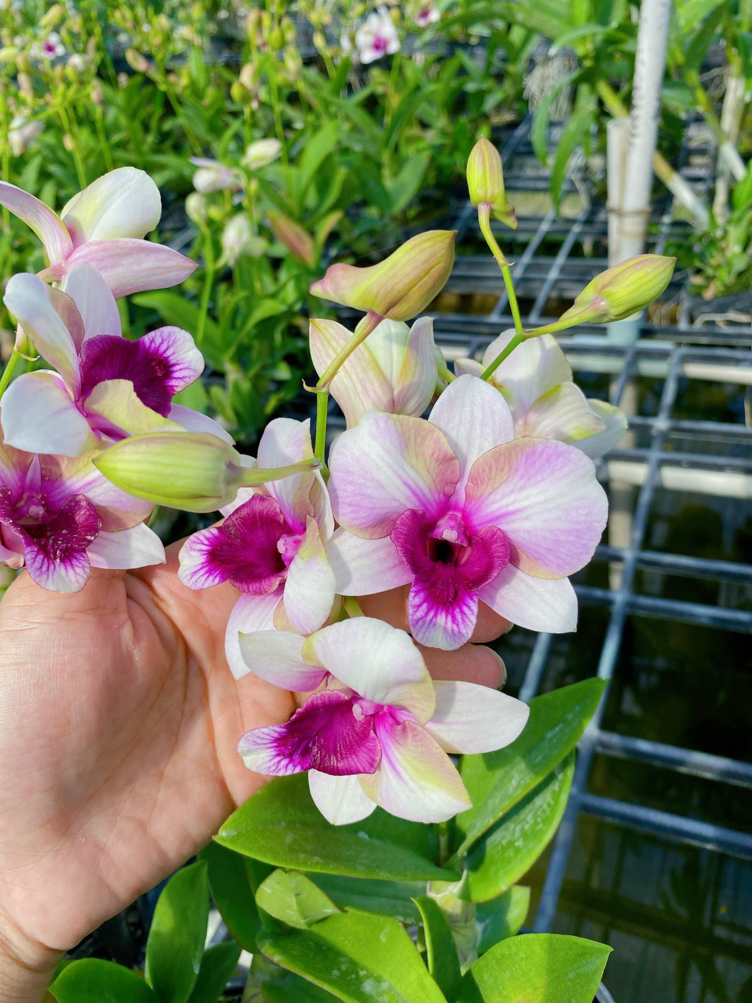 Denro mắt rồng bông to mặt hoa cực đẹp đang nụ tết 2024