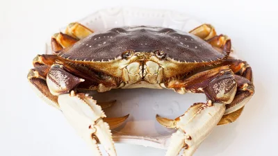 Live Dungeness Crab (800g up)