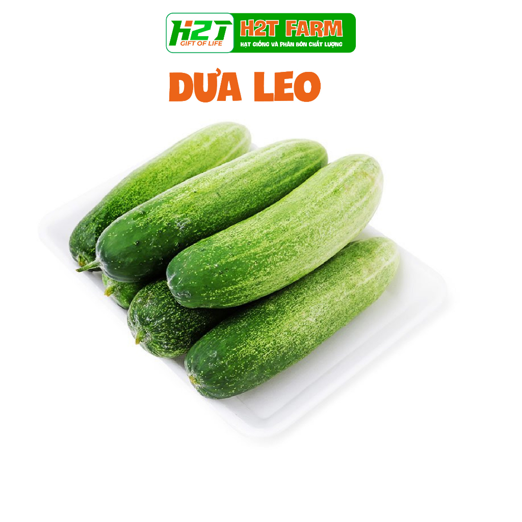 Hạt giống dưa leo, dưa chuột nhật, dưa leo baby chùm - h2t farm