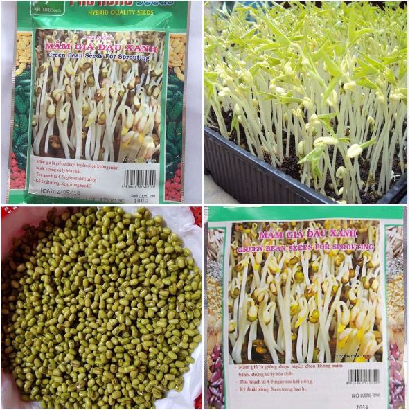 Hạt Giống Mầm Giá Đậu Xanh (100g / Gói)