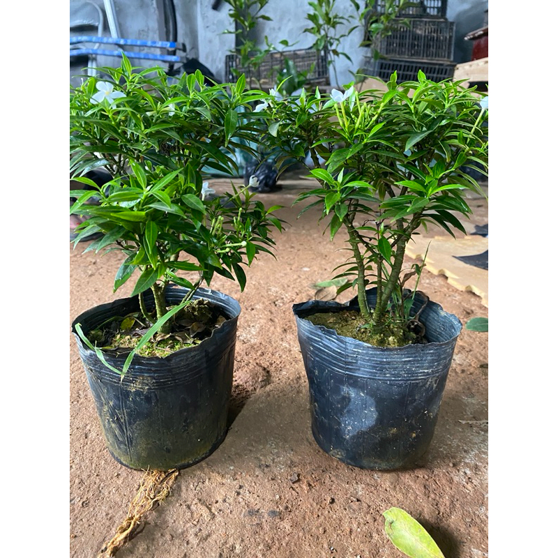 Cây mai vạn phúc bầu bát