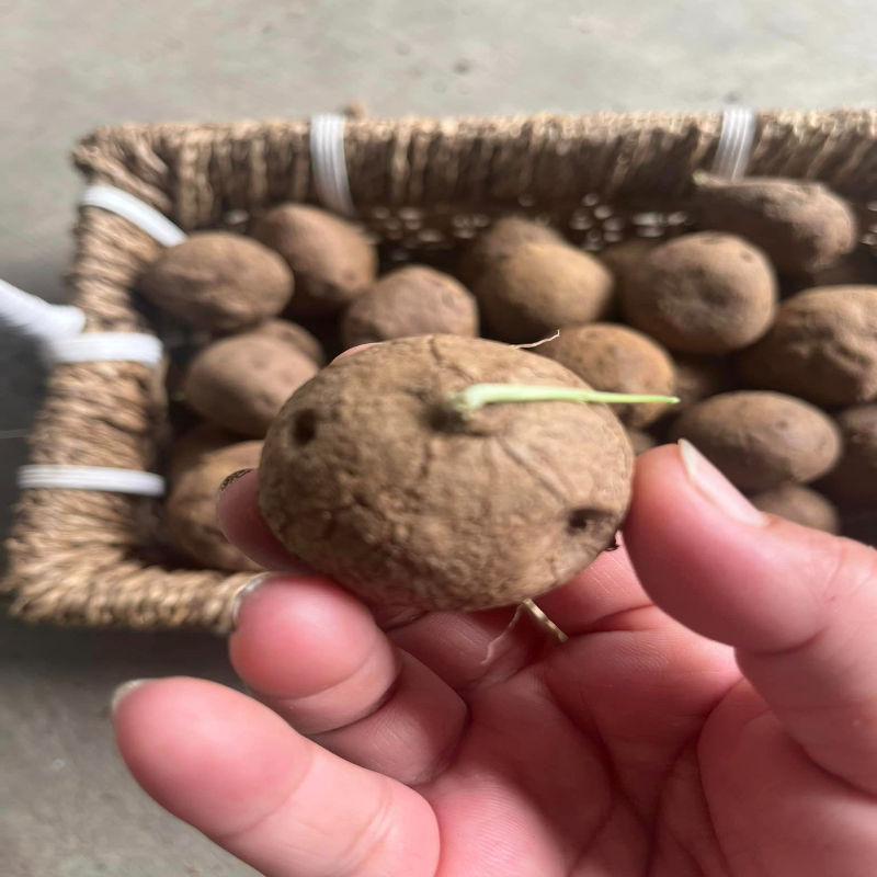 Combo 3 Củ Bình Vôi (Củ Đồng Tiền) Làm Cảnh Độc Lạ Để Bàn Cỡ Nhỏ Bằng Bóng Picabol Chuẩn