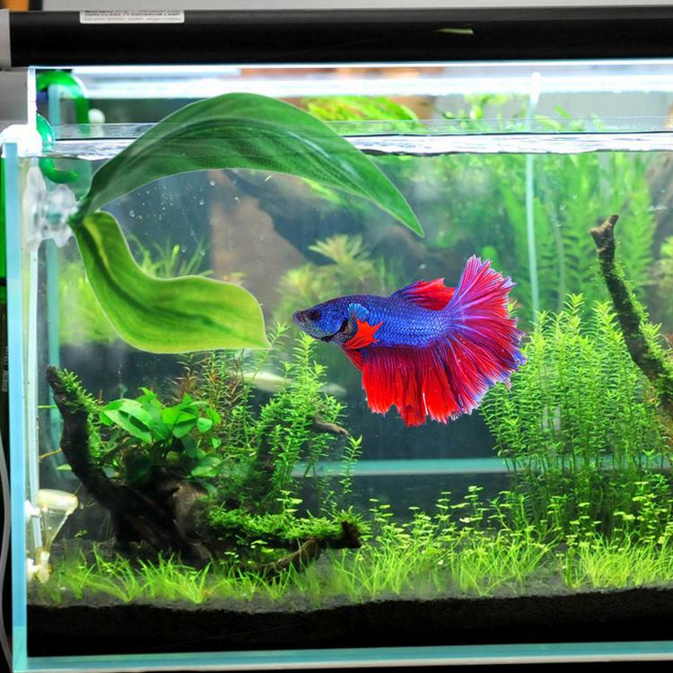 aquarium decorations online