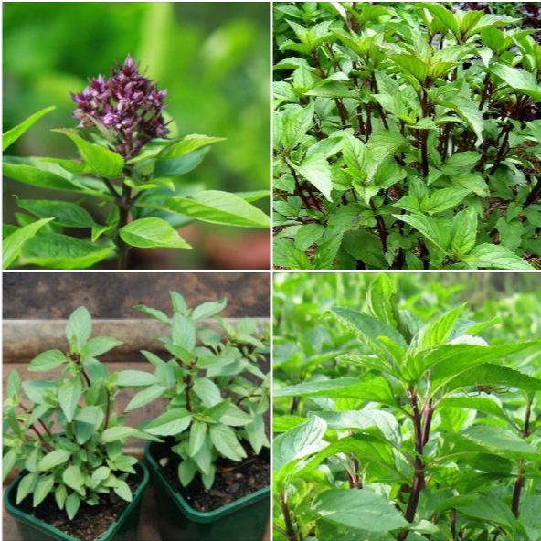 Cây Giống RAU HÚNG QUẾ ƯƠM VỈ