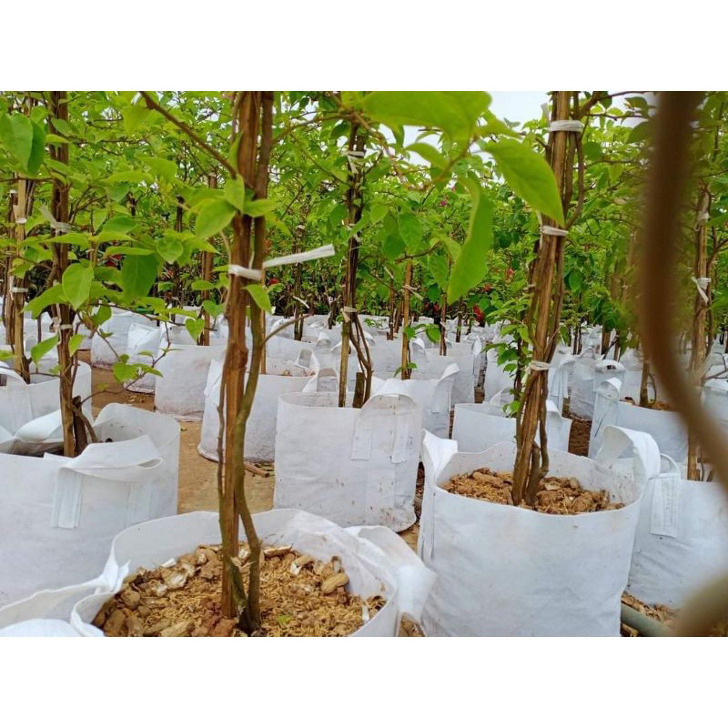 10 Chậu Túi vải nội địa trồng cây đủ các kích cỡ NVNC01