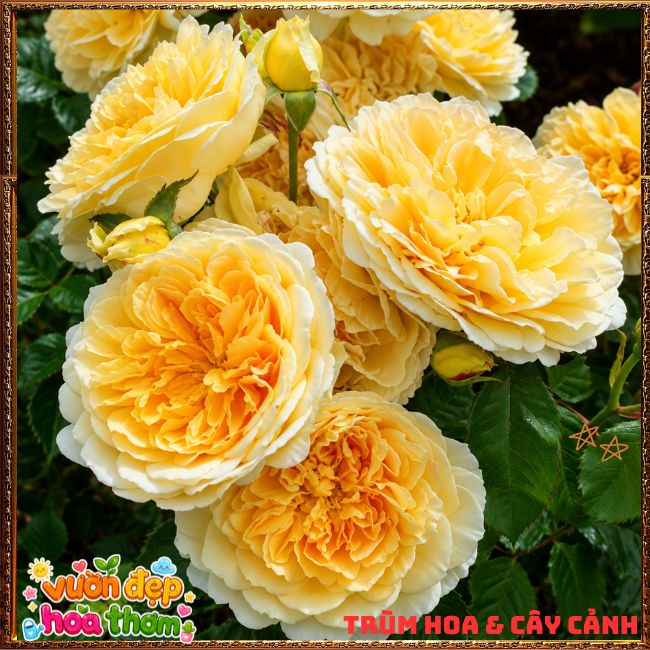 Chậu Hoa Hồng Ngoại Molineux Vàng Rực Thơm Dịu Siêng Hoa ️📜Làng Hoa Sa Đéc - Hoa Gì Cũng Có