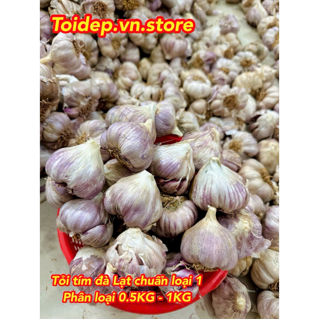 Tỏi Tím Đà Lạt Loại 1 Chuẩn Như Hình Củ To Thơm Chắc Mẩy Chuẩn Organic,Tỏi Tím,hành Tím,gừng tươi