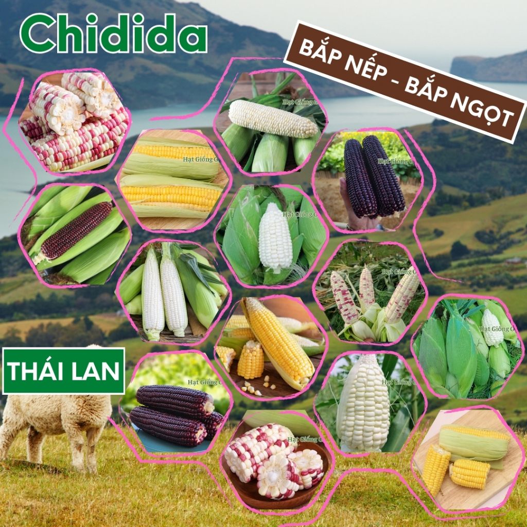 Hạt giống bắp nếp Thái Lan ngô ngọt gói 1kg bông to dẻo ngọt nảy mầm cao dễ trồng bắp mỹ ngô tím chuẩn Hạt giống Chidida