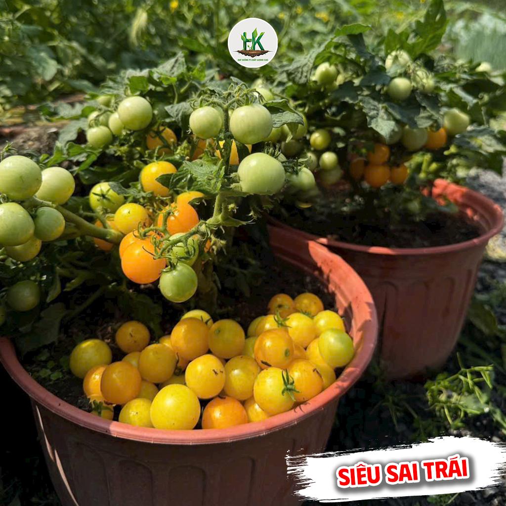 Hạt giống Cà Chua Bi Lùn Vàng F1 Siêu Sai Quả, dễ trồng, sinh trưởng tốt nhanh thu hoạch, trồng quanh năm - HK SEEDS