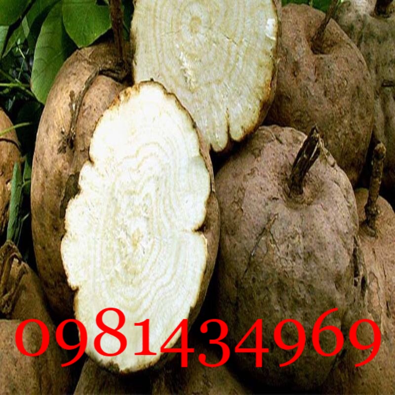 Sâm tố nữ nguyên củ tươi 01kg sạch tốt
