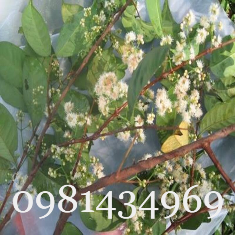 Đẹp wá - cây sắn thuyền 50cm khỏe xanh