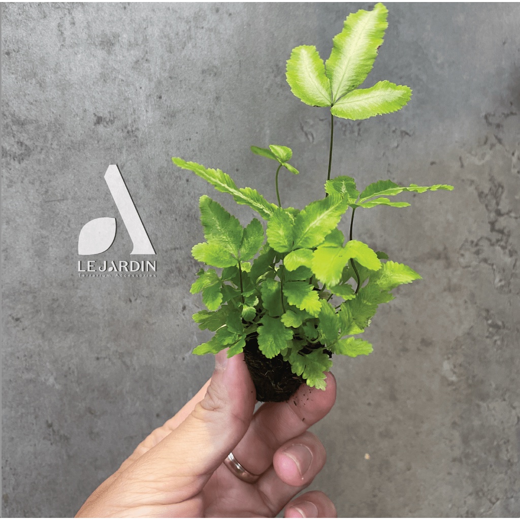 Dương xỉ mini, xỉ đã thuần, set hồ terarium, bán cạn, non bộ, tiểu cảnh