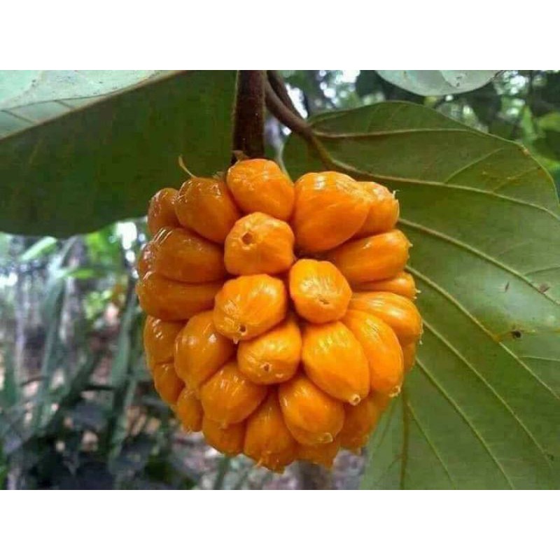 Cây giống mít tố nữa ghép - cây giống tốt