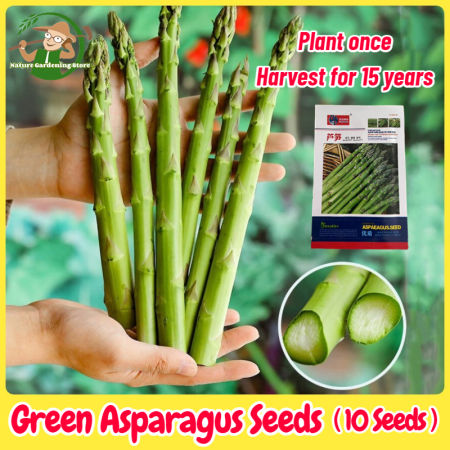 Fresh Organic Green Asparagus Seeds for Planting High Yield F1 Asparagus Seeds Garden Seeds Legit Vegetable Seeds Veggies Seedlings Balcony Potted Asparagus Live Plant Seeds Bonsai Vegetables Seeds for Gardening Easy To Grow Plants buto ng gulay