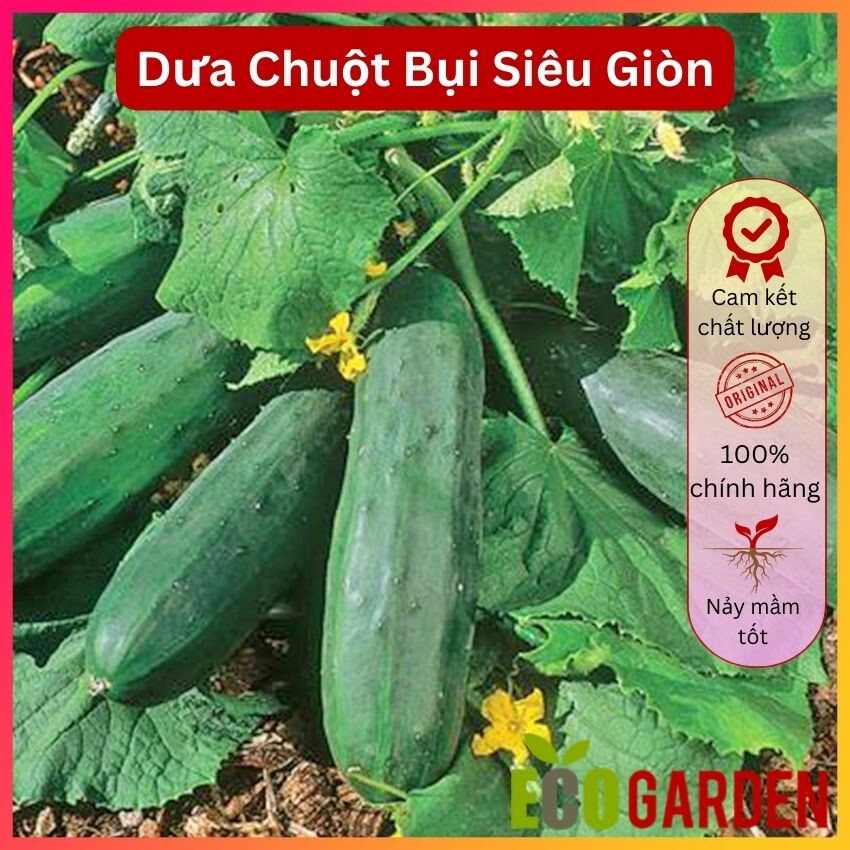 Hạt Giống Dưa Chuột Bụi Siêu Giòn