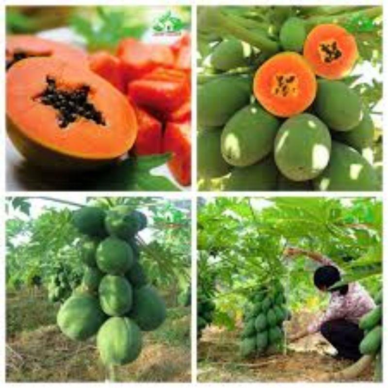 hạt giống đu đủ lùn siêu trái, hạt giống đu đủ - Cây giống An Dân